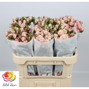 R TR SWEET PORCELINA