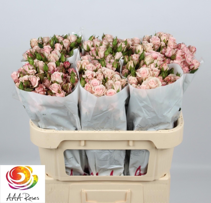 <h4>R TR SWEET PORCELINA</h4>