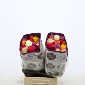 Rosa gr Gemengd In Bos