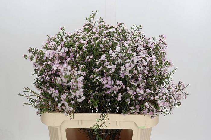 <h4>Chamelaucium Dancing Queen</h4>