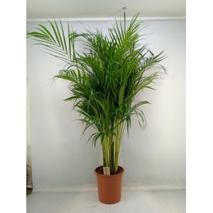 Dypsis lutescens   ...Chrysalidoca