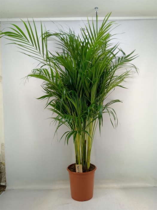 <h4>Dypsis lutescens   ...Chrysalidoca</h4>