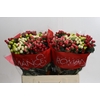 Hypericum Rainbow Romance