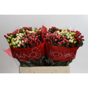 Hypericum Rainbow Romance