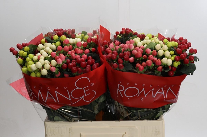 Hypericum Rainbow Romance