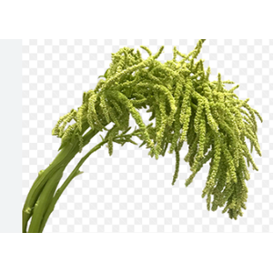 AMARANTHUS VERDE 070 CM VERDE
