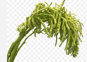 AMARANTHUS VERDE 070 CM VERDE
