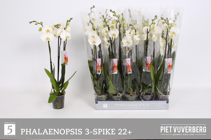 <h4>PHAL OV WIT</h4>