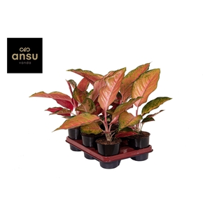 Aglaonema Cherry Baby