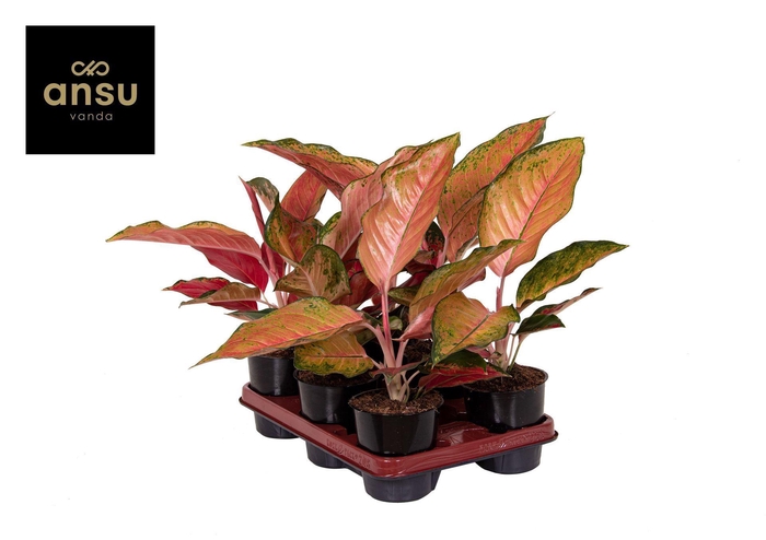 <h4>Aglaonema Cherry Baby</h4>