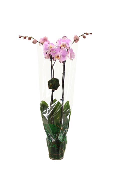 <h4>Signature Phal Art Nouveau 2T16+</h4>