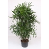 Rhapis excelsa