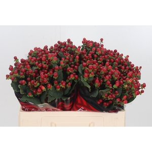 Hypericum Red Light Romance