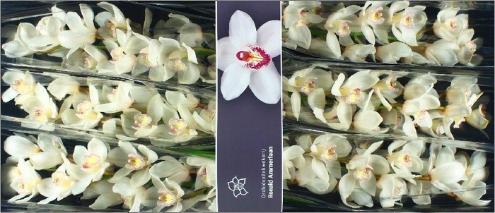 <h4>Cymbidium Antonella</h4>