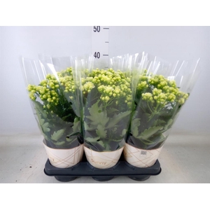 Kalanchoe  'Sunny White'