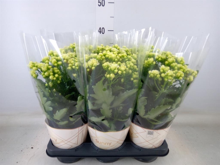 <h4>Kalanchoe  'Sunny White'</h4>