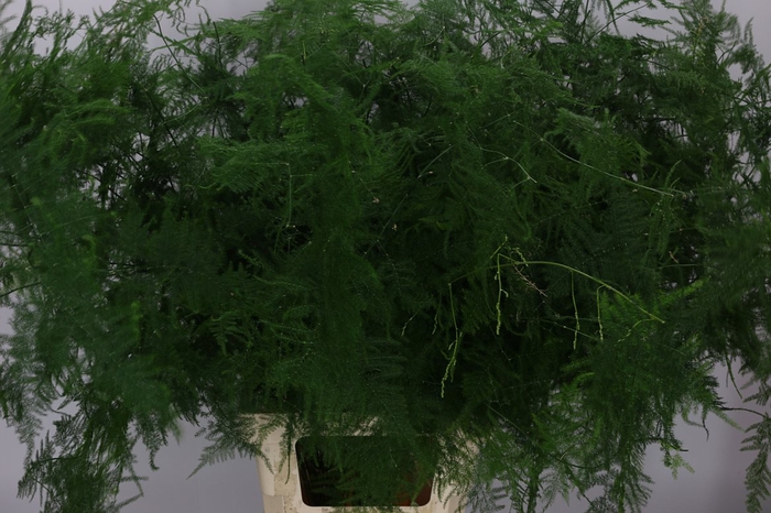 Asparagus Setaceus