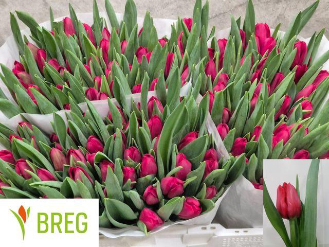 <h4>Tu En Ile De France</h4>