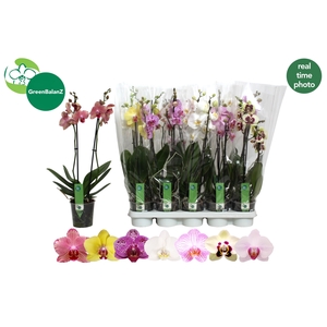 PHAL GEM 7 KL