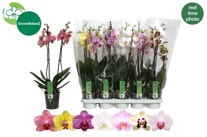 <h4>PHAL GEM 7 KL</h4>