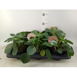 Pilea peperomoides
