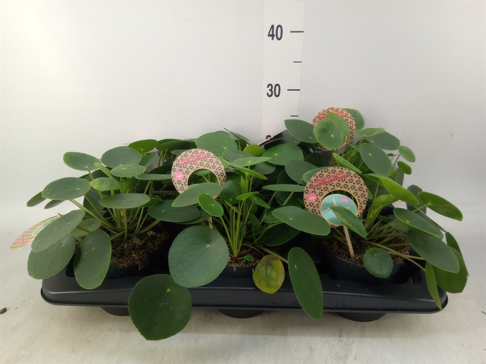 <h4>Pilea peperomoides</h4>