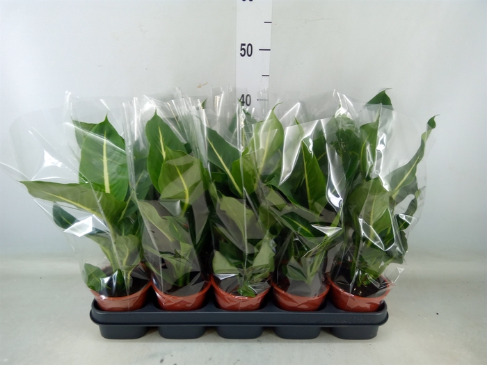 <h4>Dieffenbachia  'Green Magic'</h4>