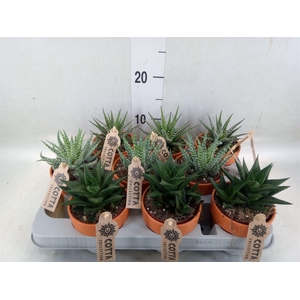 Aloe   ...mix