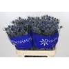 Eryngium Blue Dynamite