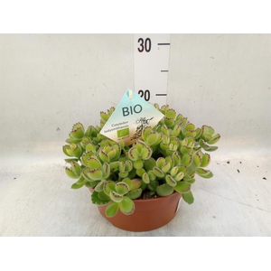 Cotyledon tome. ladys.