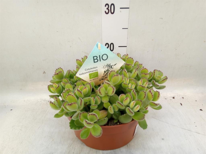 <h4>Cotyledon tome. ladys.</h4>