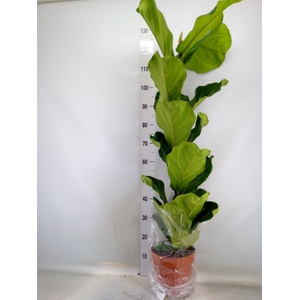 Ficus lyrata