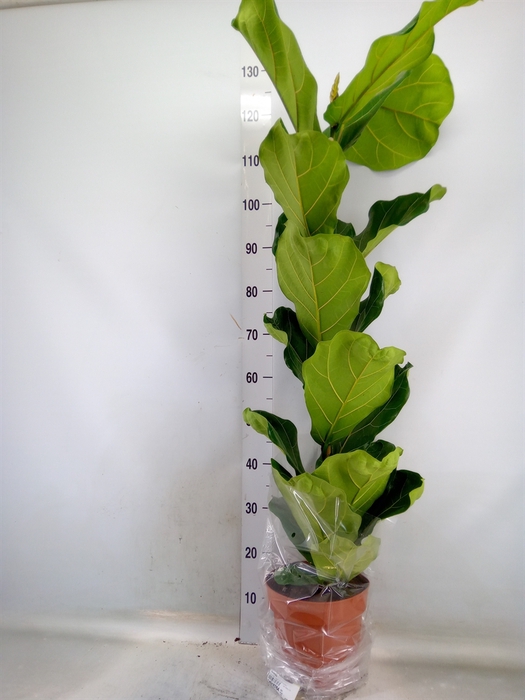 <h4>Ficus lyrata</h4>