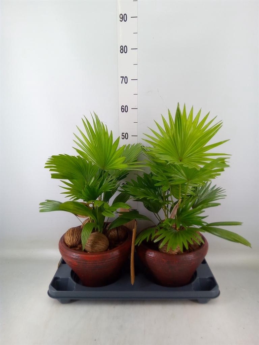 <h4>Livistona rotundifolia</h4>