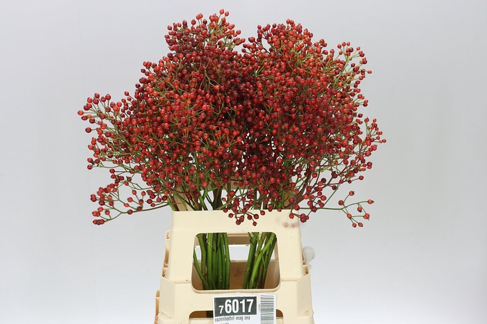 <h4>Rozenbottel Mag Ora Cascade</h4>