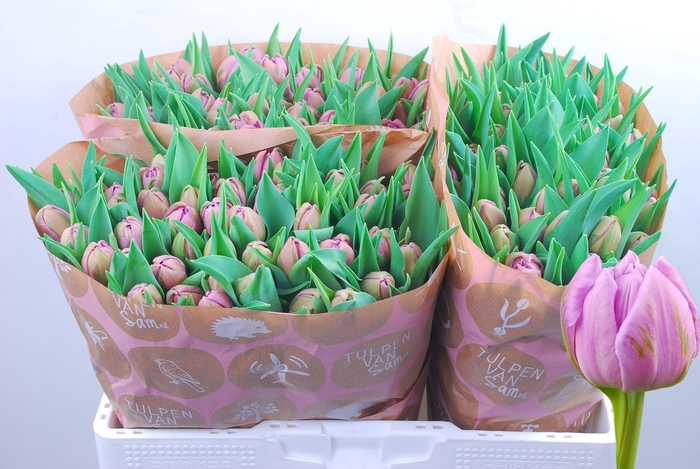 <h4>TU DU MARLON</h4>