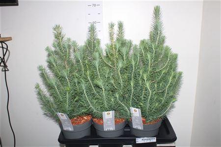 <h4>Pinus Silver Crest</h4>