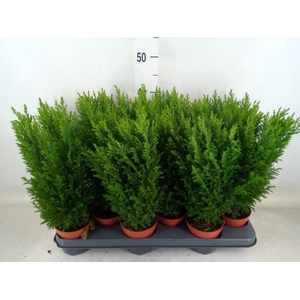 Chamaecyparis laws. 'Ellwoodii'