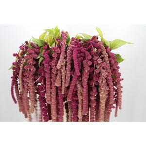 Amaranthus caudatus 'Coral Fountain'