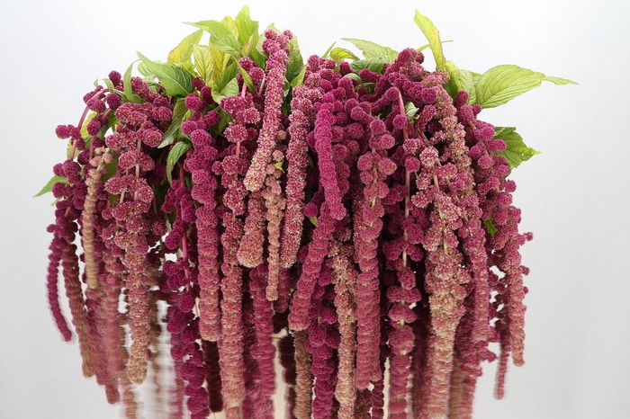 <h4>Amaranthus caudatus 'Coral Fountain'</h4>