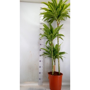 Dracaena frag. 'Golden Coast'