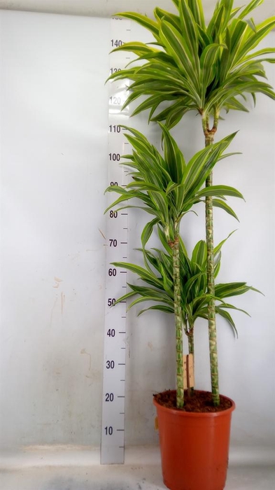 <h4>Dracaena frag. 'Golden Coast'</h4>