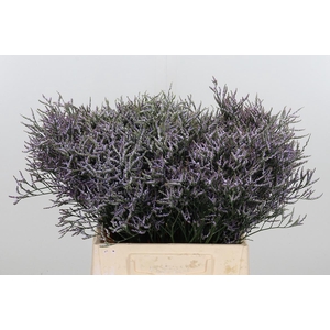 Limonium Saf Lilac