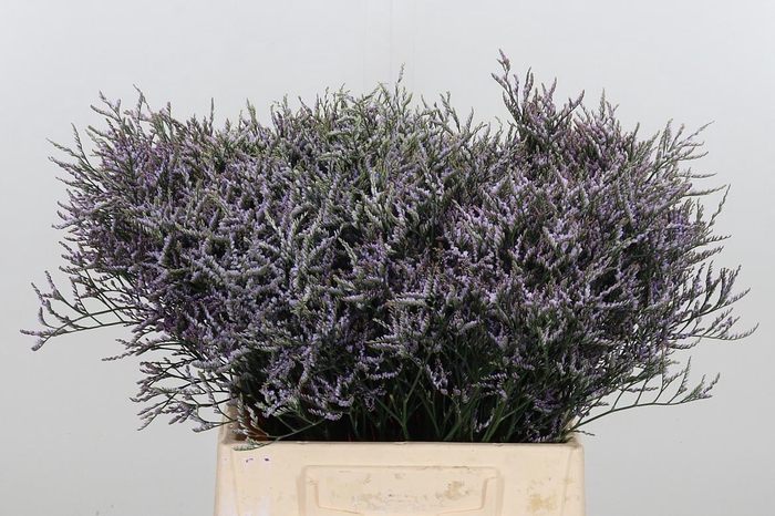 <h4>Limonium Saf Lilac</h4>