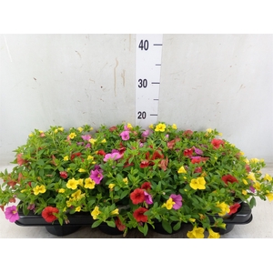 Calibrachoa  'Cabaret MM Candyhous'