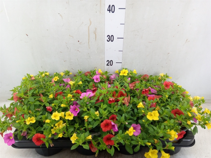 <h4>Calibrachoa  'Cabaret MM Candyhous'</h4>