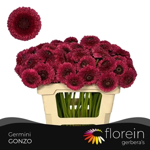 GE MB POM GONZO