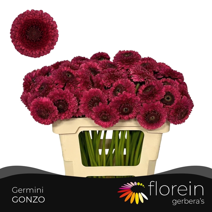 <h4>GE MB POM GONZO</h4>