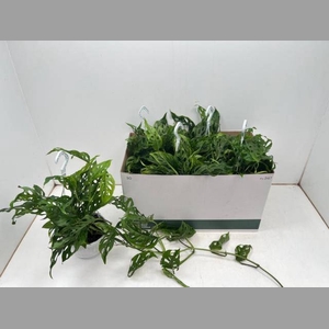 MONSTERA ADANSONII