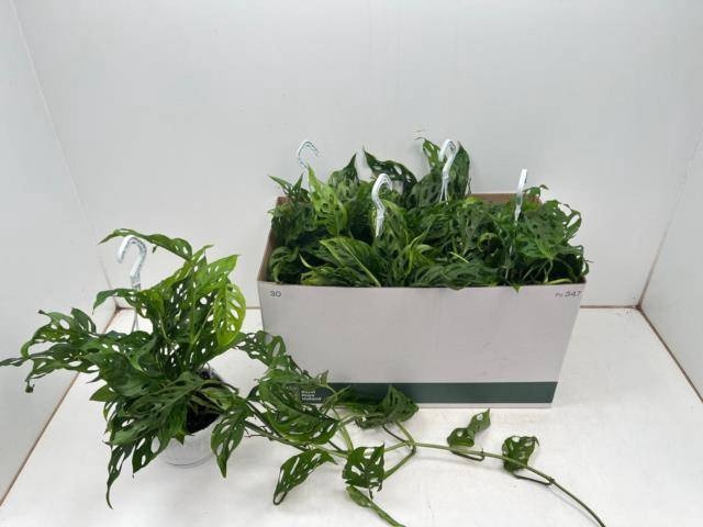 <h4>MONSTERA ADANSONII</h4>